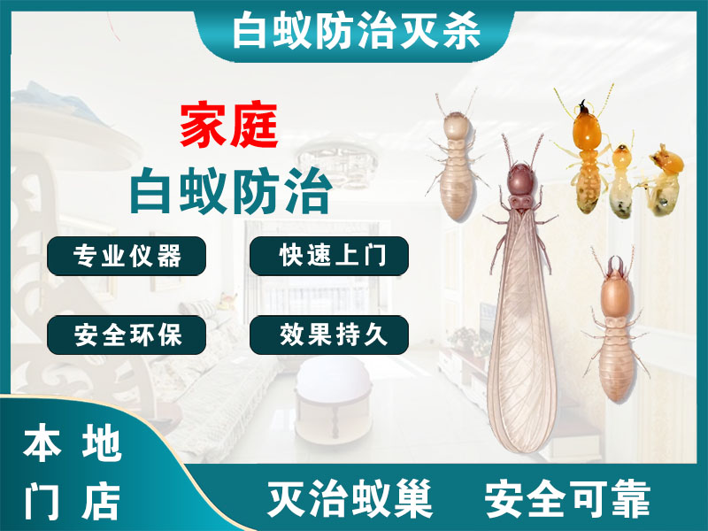湖州市家庭白蚁防治